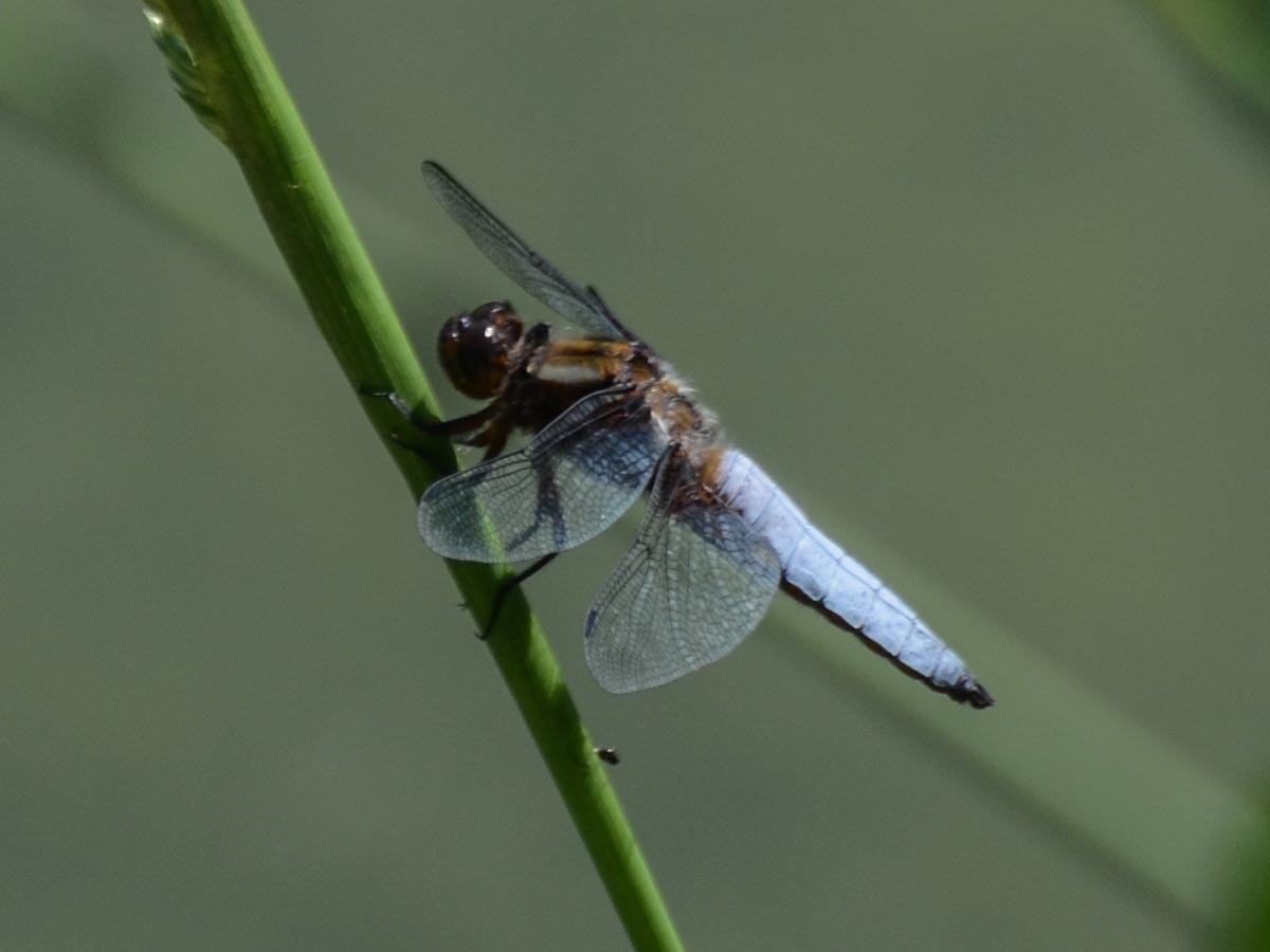 Libellula depressa